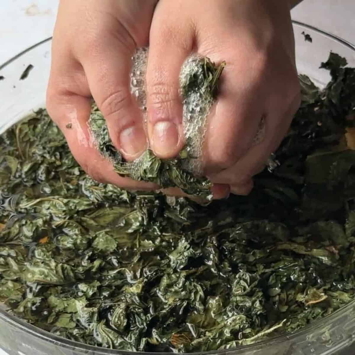 How to Make Mloukhieh squeeze molokhia until as dry as possible